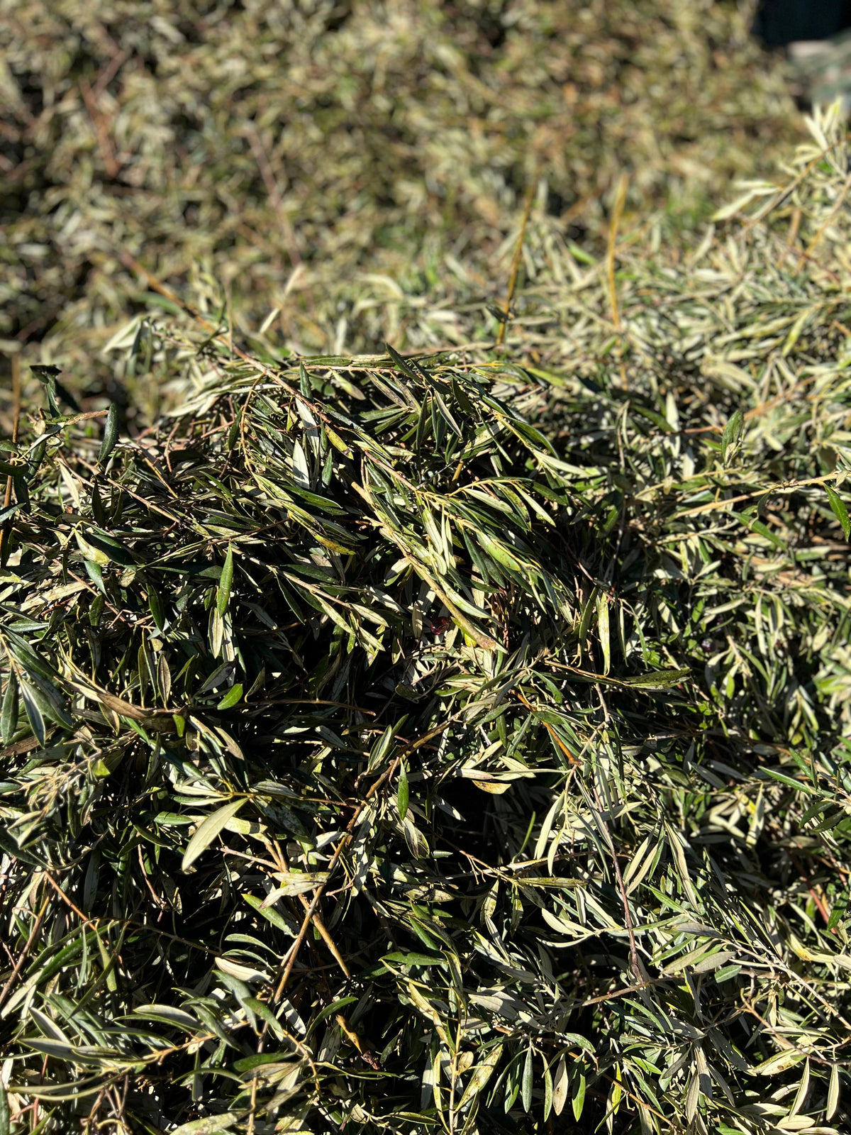 A guide to extra virgin olive oil nutrition
