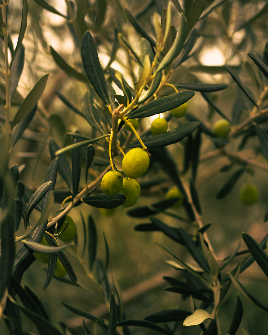 Olive oil image