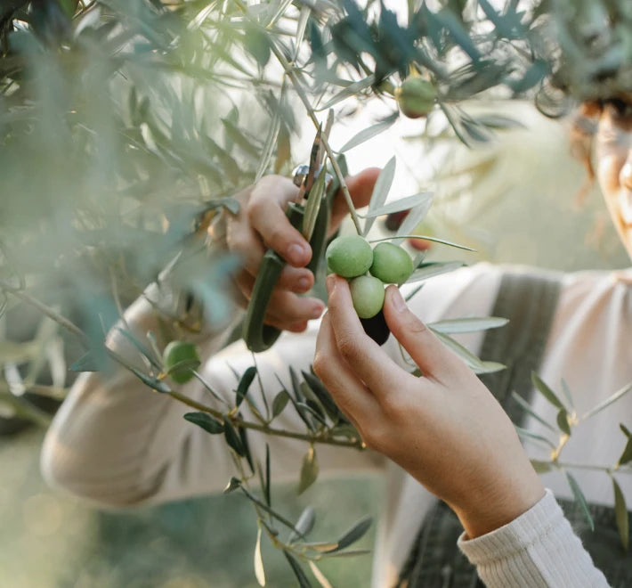 Olive oil image